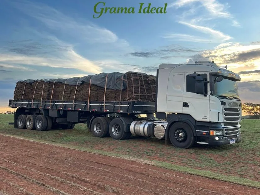 Aplicação de grama natural no paisagismo