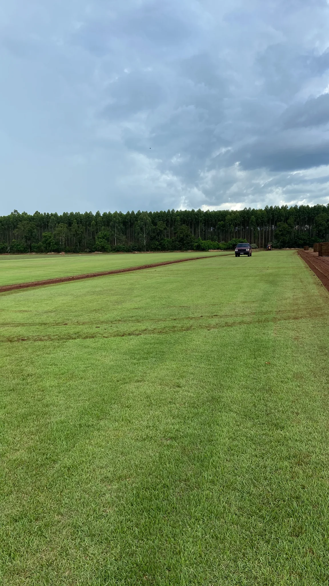 Campo de produção de grama natural da Grama Ideal